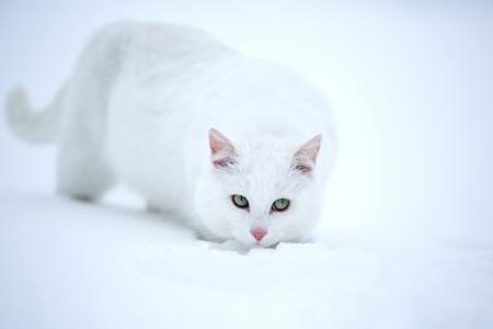 猫，白，雪，动物