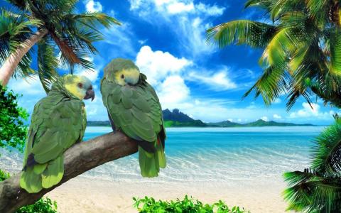 棕榈树，岛，海洋，鹦鹉，湾，热带地区