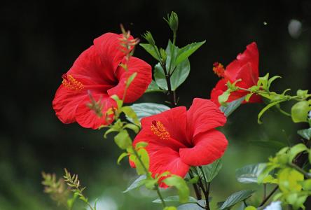 红芙蓉，植物，花卉