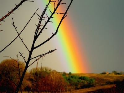 彩虹，雨，阴，天空，树枝