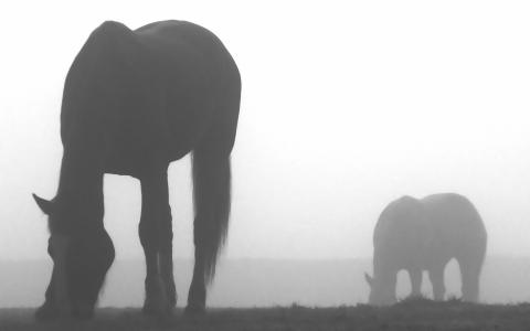 雾，阴影，马