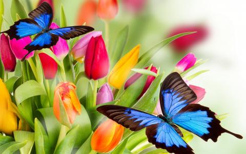 春天，鲜花，郁金香，蝴蝶，3D