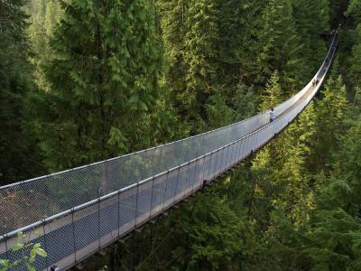 加拿大，不列颠哥伦比亚省，森林，吊桥，美丽