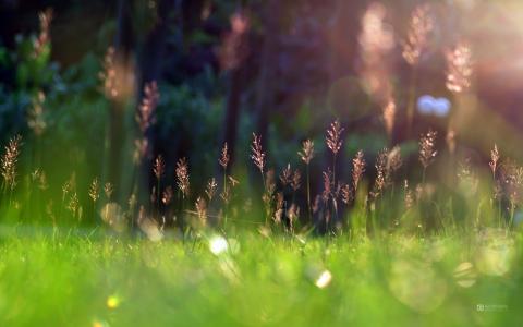 草，春天，阳光，绿色