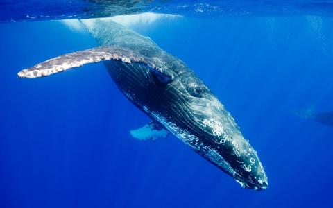 海洋动物，鲸鱼，轻松游泳