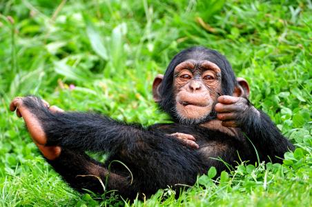 黑猩猩，背景，植被，绿色，草，绿色