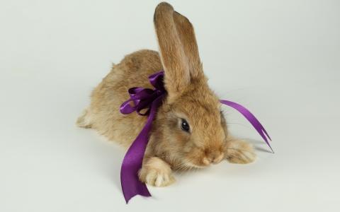 兔子，毛茸茸的动物，紫色蝴蝶结