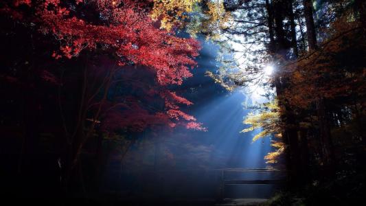 光，光线，叶子，秋天