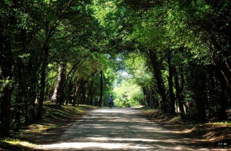 乌拉圭，树木，路，摩托车，男子