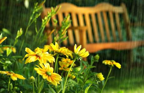 鲜花，公园，下降，夏天，雨，长凳，黄金菊