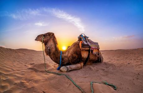 骆驼，沙漠，沙滩，阳光
