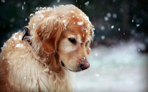 冬天，雪，片，狗，衣领，积极，心情，美丽