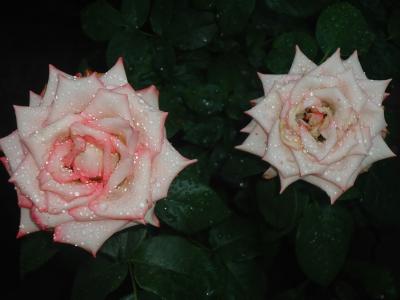 玫瑰，鲜花