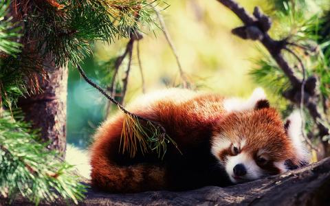 睡觉，火狐，红熊猫