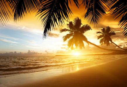 热带，沙滩，沙滩，海，海岸，棕榈树，日落