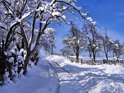 树，路，雪，冬天，snowdrifts