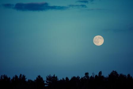 月亮，夜晚，天空，树木