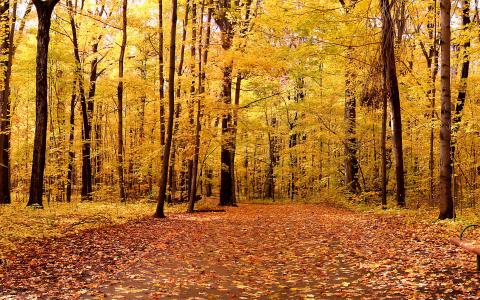 自然，景观，秋天，树木，自然，景观，公园，叶子