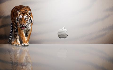 老虎，苹果，反射