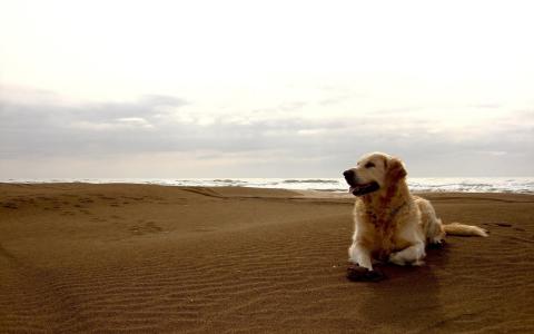 男人的朋友，沙滩，岸边，狗，狗