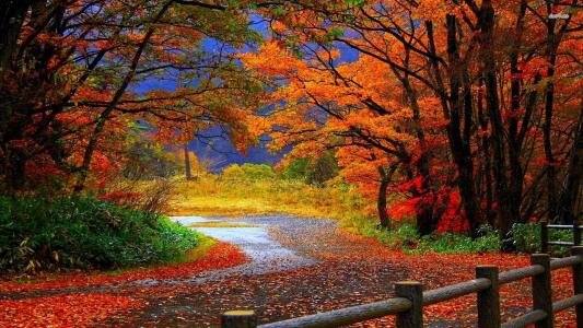 秋天，树，叶子，岩石，绿色，补丁