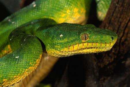 眼睛，蛇，绿色，鳞片