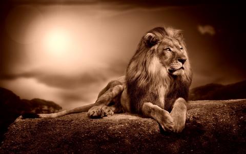 狮子，英俊，捕食者，photoshop