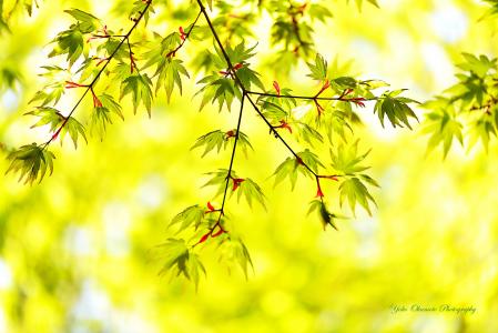 冈本洋子，树枝，树叶，种子，枫树，日语