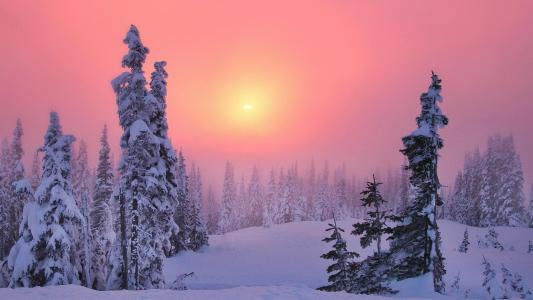 冬天，森林，雾，太阳，日落