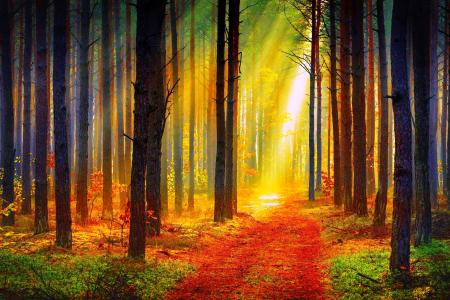 太阳，森林，秋天，心情