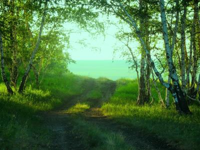 边缘，森林，夏天，shchuchinsk，山，路，绿色，绿色，绿色，早晨，阴霾，自然