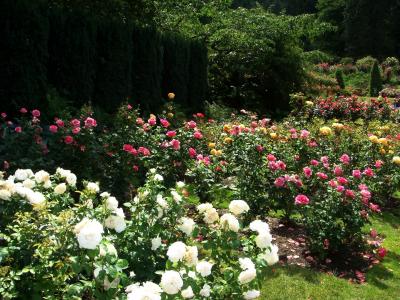 波特兰的国际玫瑰花园，华盛顿公园