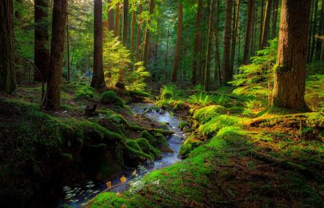 小河，树，绿色，奇迹森林，本·Marar