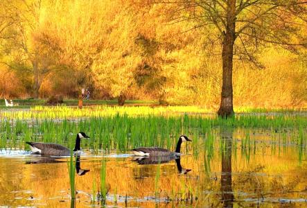 池塘，鸭子，树木，金色的秋天