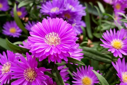 自然，鲜花，紫苑