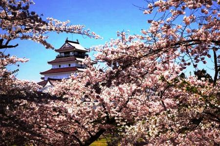 宝塔，樱花，春天，日本