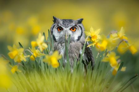 Tanja Brandt，世界鸟类，鸟，猫头鹰，自然，春天，鲜花，水仙花