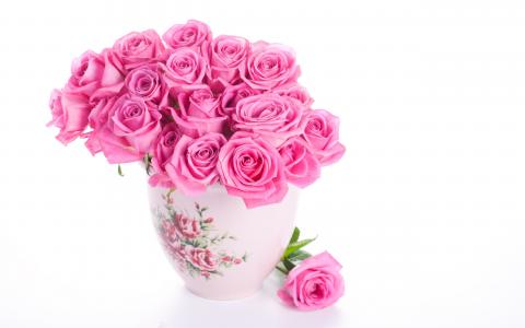 玫瑰，粉红色，白色背景，花瓶