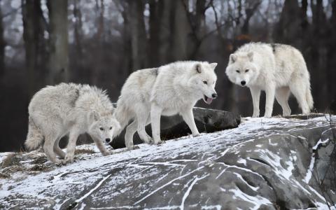 狼，白，森林，冬天，雪
