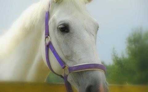 可爱的脸，白色，马