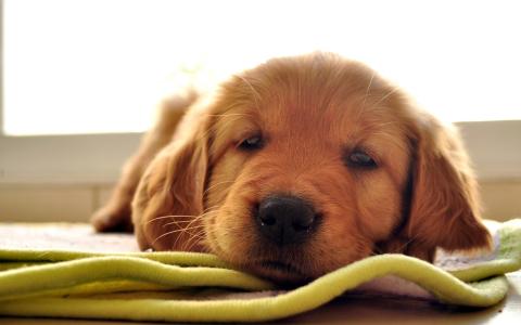 一条狗，一只拉布拉多猎犬，一只小狗，一块地毯，一个表情