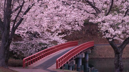 樱花，桥，路，河，水，鲜花，美女