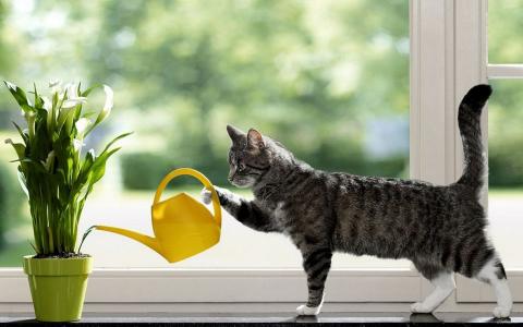 猫，窗台，喷壶，幽默