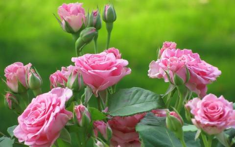 茶玫瑰，花，芽，淡粉色