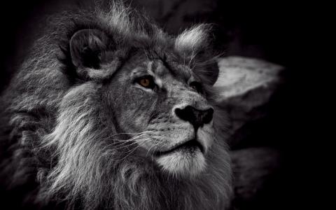 骄傲，黑色和白色，狮子