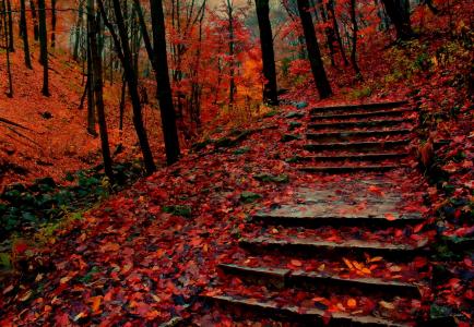 一个阴郁的秋日，一个公园，几乎没有树叶的树木，浓密的红叶覆盖着地面，一个混凝土楼梯的旧裂缝