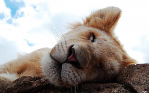 一只狮子睡着了，一只猫在石头上