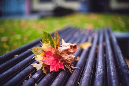 模糊，叶子，板凳，心情，秋天，宏
