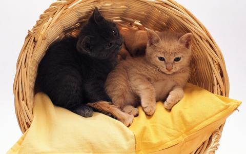 小猫在篮子里，红色和黑色，睡在枕头上