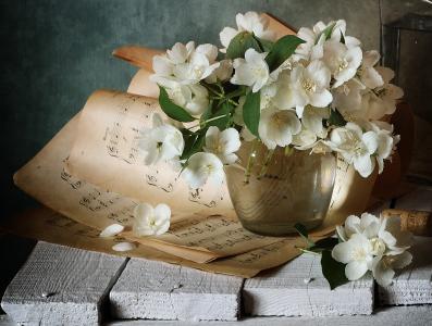 尼古拉·帕诺夫，板，花瓶，树枝，茉莉花，床单，笔记